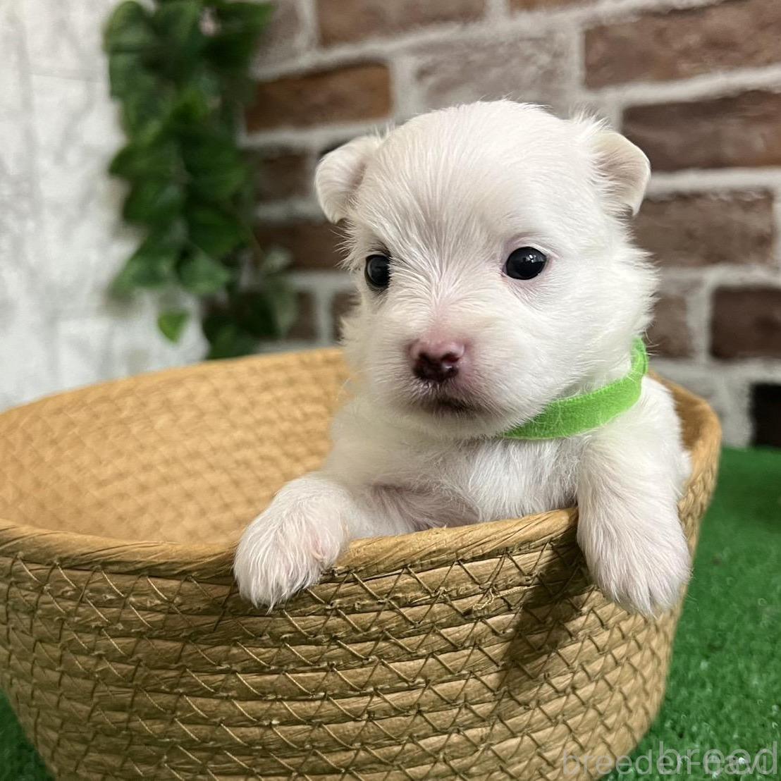 販売中の愛知県のミックス犬-386114