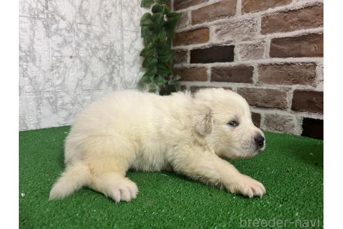 販売中の愛知県のグレートピレニーズ-386116の3枚目