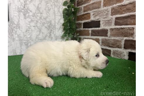 販売中の愛知県のグレートピレニーズ-386118の6枚目