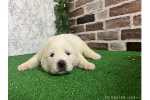 販売中の愛知県のグレートピレニーズ-386118の5枚目