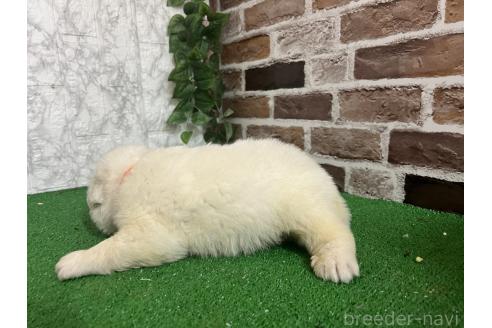 販売中の愛知県のグレートピレニーズ-386118の3枚目