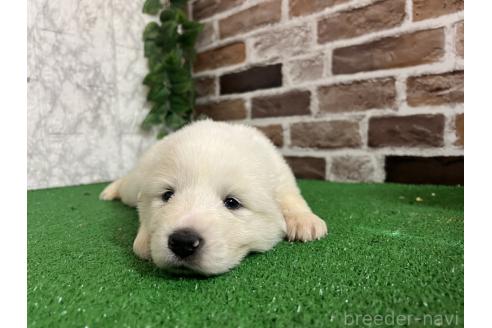 販売中の愛知県のグレートピレニーズ-386119の8枚目