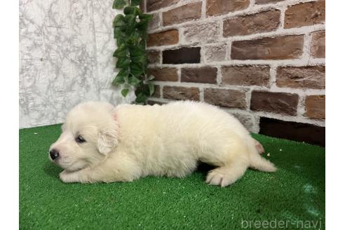 販売中の愛知県のグレートピレニーズ-386119の4枚目