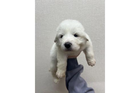 販売中の愛知県のグレートピレニーズ-386119の2枚目