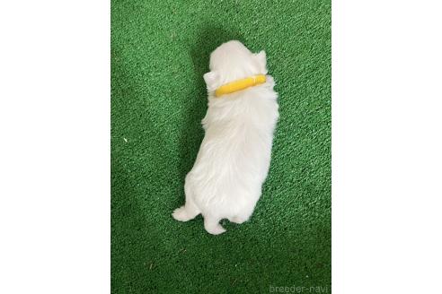 販売中の愛知県のミックス犬-386122の7枚目