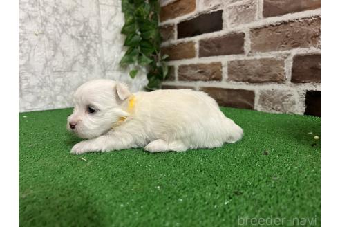 販売中の愛知県のミックス犬-386122の6枚目