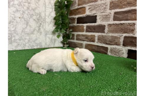 販売中の愛知県のミックス犬-386122の4枚目