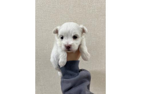 販売中の愛知県のミックス犬-386122の3枚目