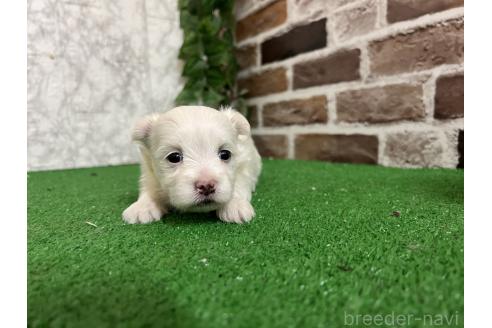 販売中の愛知県のミックス犬-386122の2枚目