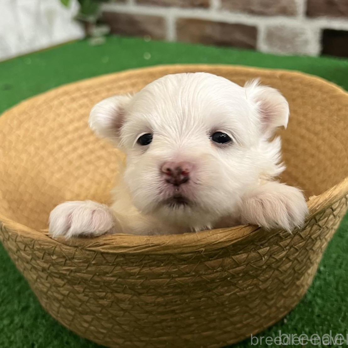 販売中の愛知県のミックス犬-386122