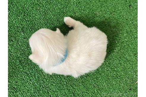 販売中の愛知県のミックス犬-386123の8枚目