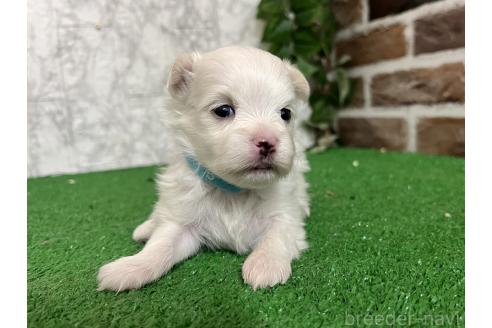 販売中の愛知県のミックス犬-386123の7枚目