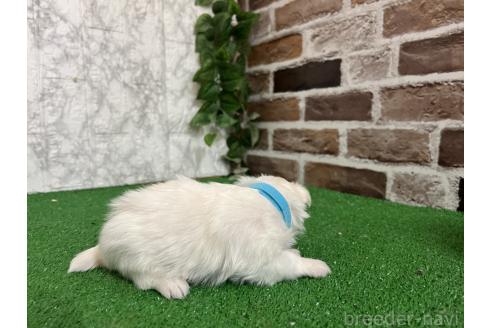 販売中の愛知県のミックス犬-386123の6枚目