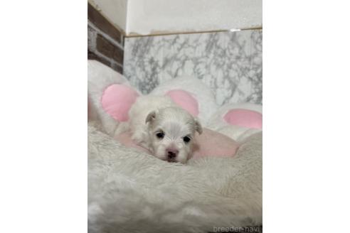 販売中の愛知県のミックス犬-386123の5枚目
