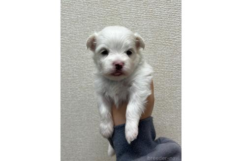 販売中の愛知県のミックス犬-386123の4枚目