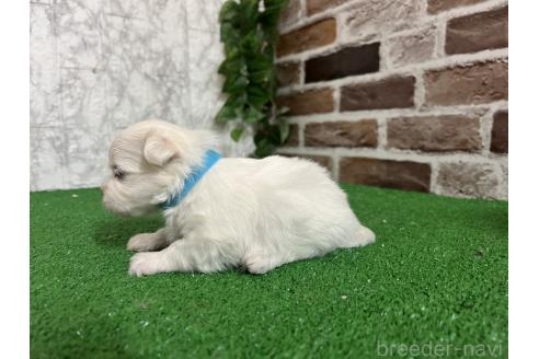 販売中の愛知県のミックス犬-386123の3枚目