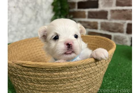 販売中の愛知県のミックス犬-386123の2枚目