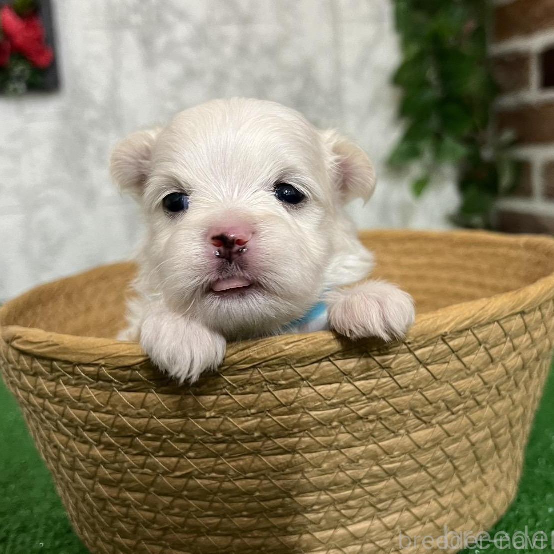 販売中の愛知県のミックス犬-386123