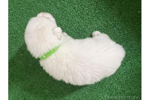 販売中の愛知県のグレートピレニーズ-386125の9枚目