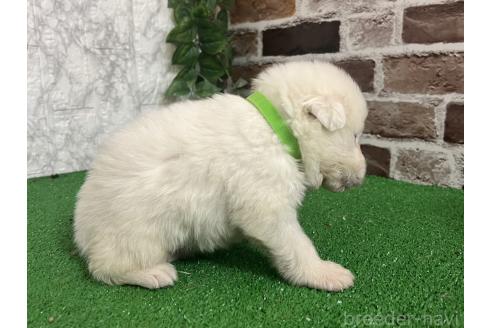 販売中の愛知県のグレートピレニーズ-386125の6枚目