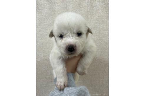 販売中の愛知県のグレートピレニーズ-386125の3枚目