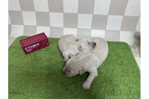 販売中の奈良県のゴールデンレトリーバー-386331の3枚目