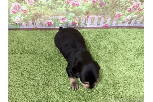 販売中の埼玉県のミニチュアダックスフンド(ロングヘアード)-386334の3枚目
