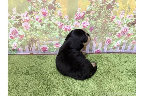 販売中の埼玉県のミニチュアダックスフンド(ロングヘアード)-386335の2枚目