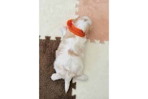 販売中の埼玉県のキャバマル:キャバリア×マルチーズ-386357の4枚目