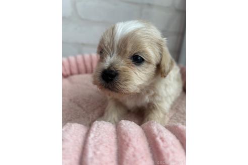 販売中の福岡県のミックス犬-386362の3枚目