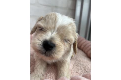 販売中の福岡県のミックス犬-386362の2枚目