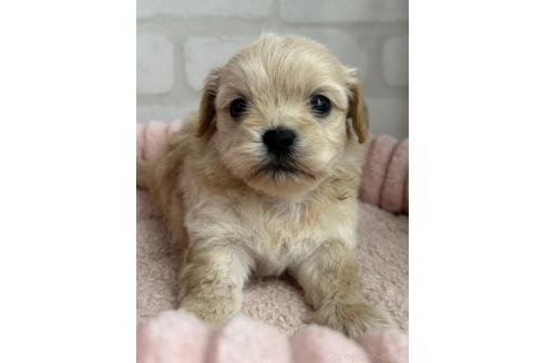 販売中の福岡県のミックス犬-386363の3枚目