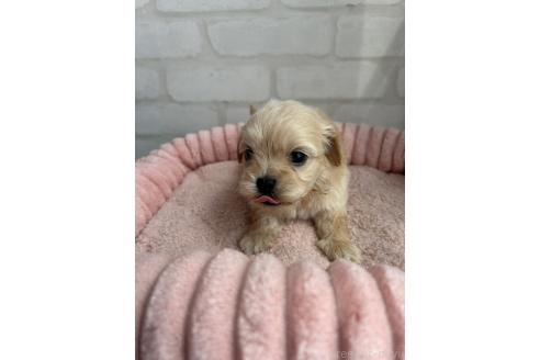 販売中の福岡県のミックス犬-386363の2枚目
