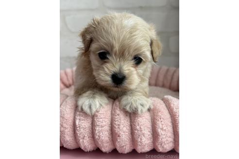 販売中の福岡県のミックス犬-386364の3枚目