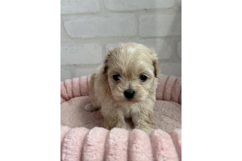 販売中の福岡県のミックス犬-386364の2枚目