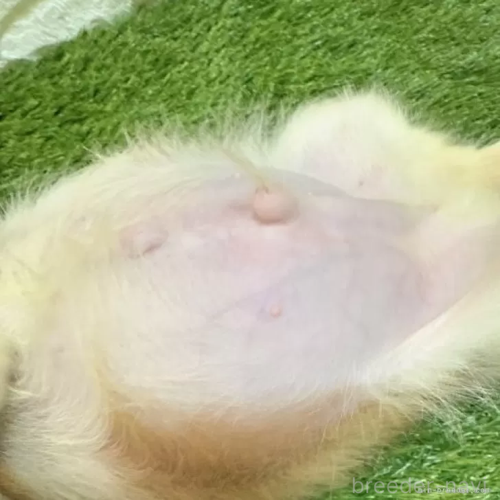 成約済の愛知県のキャバリアキングチャールズスパニエル-379989の2枚目
