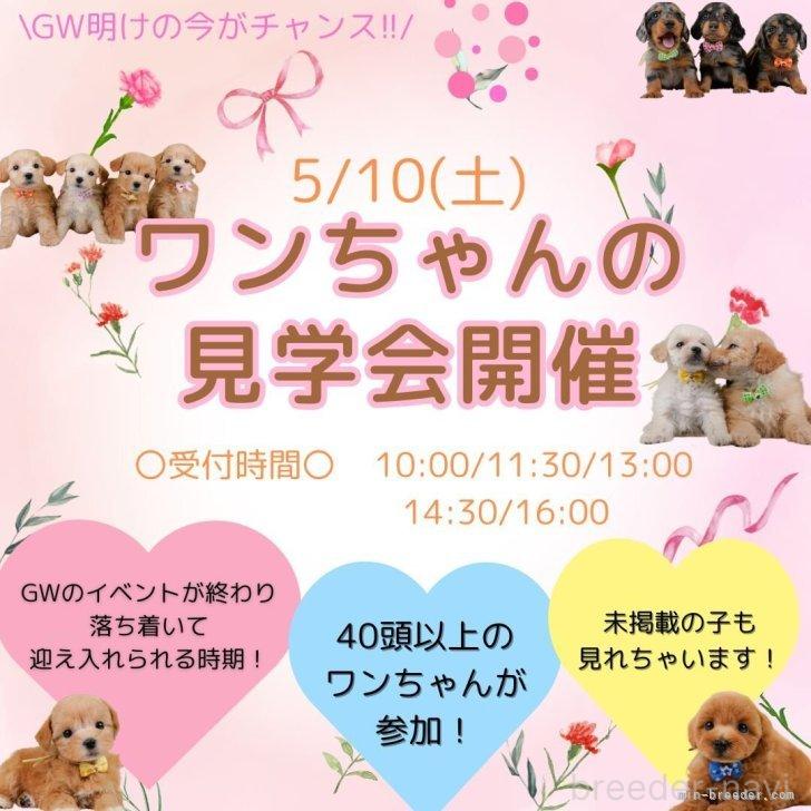 販売中の神奈川県のポメラニアン-379051の2枚目