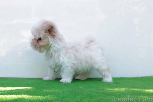 成約済の群馬県のマルプー:マルチーズ×トイプードル-379402の7枚目