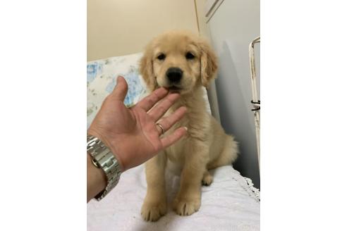 販売中の愛知県のゴールデンレトリーバー-381544