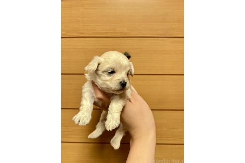販売中の山口県のマルプー:マルチーズ×トイプードル-386372の4枚目