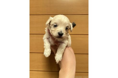 販売中の山口県のマルプー:マルチーズ×トイプードル-386373の5枚目