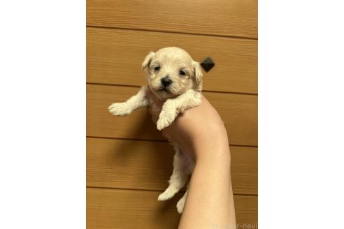 販売中の山口県のマルプー:マルチーズ×トイプードル-386373の3枚目