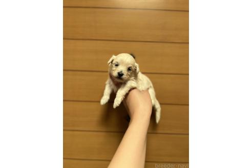 販売中の山口県のマルプー:マルチーズ×トイプードル-386373の2枚目