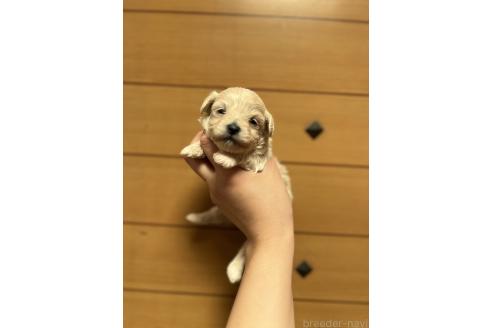 販売中の山口県のマルプー:マルチーズ×トイプードル-386374の5枚目