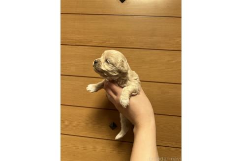 販売中の山口県のマルプー:マルチーズ×トイプードル-386375の7枚目