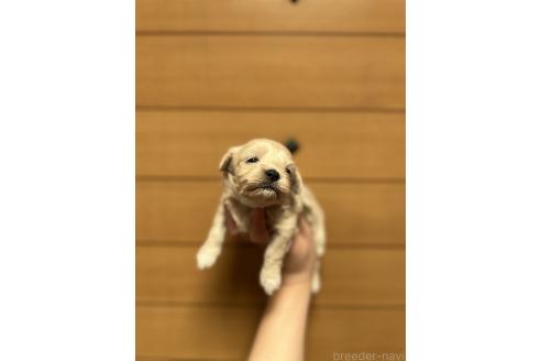 販売中の山口県のマルプー:マルチーズ×トイプードル-386375の6枚目