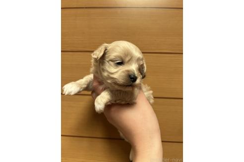 販売中の山口県のマルプー:マルチーズ×トイプードル-386375の5枚目