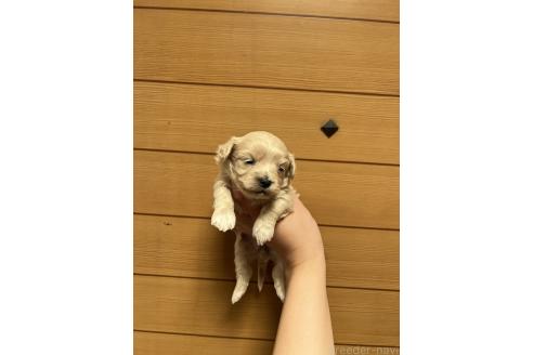 販売中の山口県のマルプー:マルチーズ×トイプードル-386375の3枚目