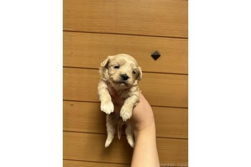販売中の山口県のマルプー:マルチーズ×トイプードル-386375の2枚目
