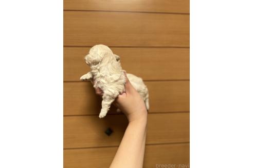 販売中の山口県のマルプー:マルチーズ×トイプードル-386376の6枚目